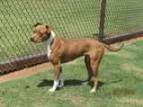 Adopt A075454 a Pit Bull Terrier  Mixed dog in Grovetown GA (157