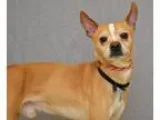 Adopt Marvin 31225604 a Basenji