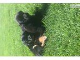 Lost Dog
