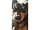 Adopt Dobie a Black - with Brown Red Golden Orange or Chestnut M
