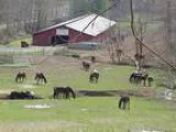 Large Horse Farm 3 Barns 9 Stalls40 Acres Arenas BathSeptic (Wes