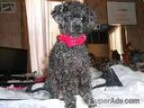 stud toy poodle for pick of the litter