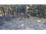 Golf Hunt Fish-Timberon Mountain Lot Septic Water Electric