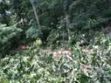 Free Hickory Logs (Ellicott City)