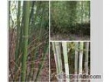 Bamboo For Sale  10 A Shoot - Price is negotiable based upon ord