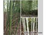 Bamboo For Sale  10 A Shoot - Price is negotiable based upon ord