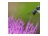 Claudette and Eain Lamont - A Life With Bees Talk