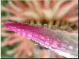 Nikon D7100 10x High Definition 2 Element Close-Up (Macro) Lens 