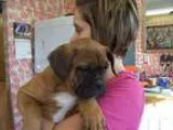 Business For Sale Pet Shop Grooming Puppy Shop Retail Boarding