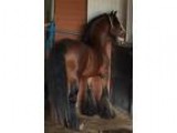 Brackenhill Boots - Gypsy stallion