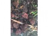 Red and Brown Stones