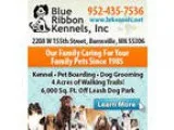AKC  Labrador Retriever puppies
