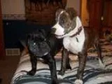 Registered American Bulldog for STUD SERVICES