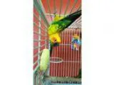 Adopt Maury a Conure bird in West Fargo ND (16470577)