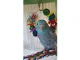 Adopt Blue a Blue Parrotlet bird in West Fargo ND (16470567)