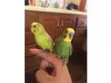 Adopt Sunny and Salty a Green Budgie bird in Schenectady NY (157