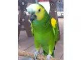 Adopt Priti a Amazon bird in West Fargo ND (16470580)