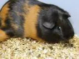 2014 Forest River R POD