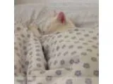 Vegeterian pet care provider