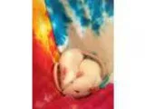 Adopt Bachata Boys a Rat