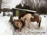 Pet sitting house sitting