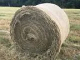 Coastal hay for sale