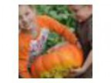 Walters Pumpkinfest 2016