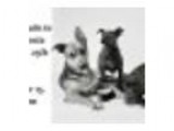 Fine Art Pet Portraits to Support Contra Costa Humane Society&ac