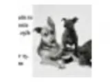 Fine Art Pet Portraits to Support Contra Costa Humane Society&ac