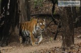 jungle safari in pench