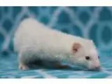 Adopt Sugee a Ferret Ferret