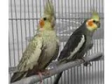 Adopt No Names a Gray Cockatiel bird in Villa Park IL (16608207)