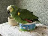 Adopt SAM a Parrot (Other)