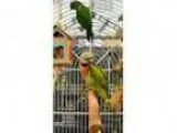 Adopt Willow and Merlina a Conure Parrot (Other)