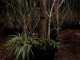 Business For Sale Internet Business Tropical Plants Nursery
