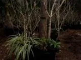 Business For Sale Internet Business Tropical Plants Nursery