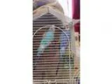 Adopt Violet a PurpleViolet Parakeet - Other bird in Berlin CT (