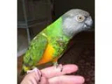 Adopt Bopper a Gray Poicephalus (including Senegal and Meyer s) 