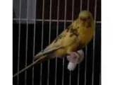Adopt Lemon Lime and Coconut a Yellow Parakeet - Other bird in S