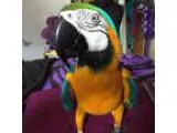 Blue and Gold Macaw