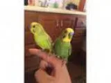 Adopt Sunny and Salty a Green Budgie bird in Schenectady NY (