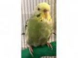 Adopt Emmie a Yellow Budgie bird in Stratford CT ()
