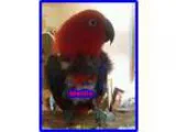 Adopt Mellie a Red Eclectus bird in Tampa FL (16687457)