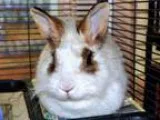 Adopt APPLE a OtherUnknown  Mixed (medium coat) rabbit in Tacoma