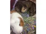 Housemates needed for Doubles at Claremont