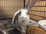 Adopt STORMY a OtherUnknown  Mixed (medium coat) rabbit in Tacom