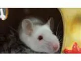 Adopt Winslow a Mouse small animal in Stratham NH (16744472)