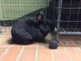 Adopt PUNKY a OtherUnknown  Mixed (medium coat) rabbit in Tacoma