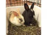Adopt Sage and Marble a Bunny Rabbit