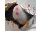 Adopt Astor a Mouse small animal in Stratham NH (16744474)